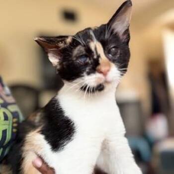 Rescue Calico Cats for Adoption in Lodi, California - Delilah | PetCurious