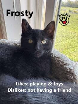 Rescue Domestic Short Hair Cats for Adoption in Kawartha Lakes, Ontario - Frosty | PetCurious