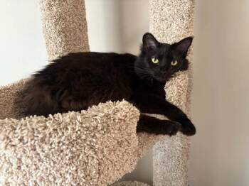 Frost -  Domestic Long Hair Cat for Adoption in Gladstone, Oregon - Frost | PetCurious