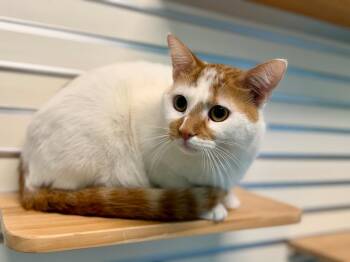 Domestic Short Hair Cats Available for Adoption in Cape Coral, Florida - Butterbean | PetCurious