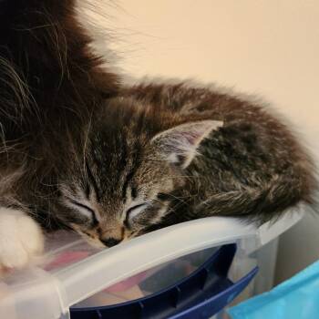 Jelly Bean -  Domestic Medium Hair Cat Available for Adoption in Brainardsvle, New York - Jelly Bean | PetCurious