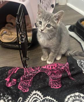Rescue Domestic Short Hair Cats for Adoption in Nashville, Tennessee - Bunny | PetCurious