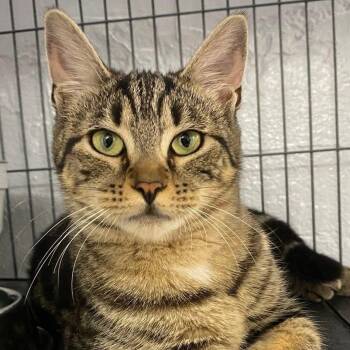Rescue Domestic Short Hair Cats for Adoption - Levi | PetCurious
