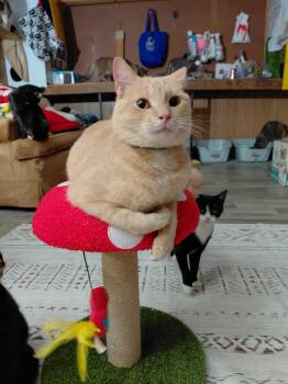 Domestic Short Hair Cats Available for Adoption - Bernie | PetCurious