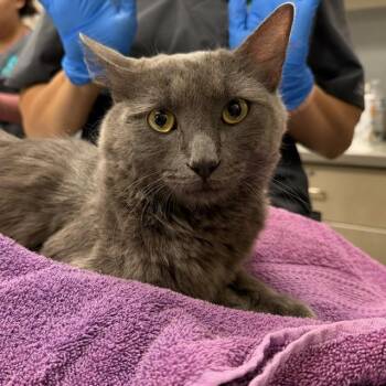 MOSCOW -  Domestic Medium Hair Cat for Adoption in Las Vegas, Nevada - MOSCOW | PetCurious