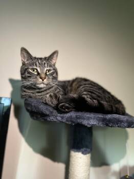 Rescue Domestic Short Hair Cats for Adoption in Suffolk, Virginia - Wrangler | PetCurious