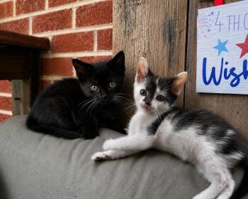 SEBASTIAN & FLOUNDER -  Domestic Medium Hair Cat Available for Adoption in Lakesite, Tennessee - SEBASTIAN & FLOUNDER | PetCurious