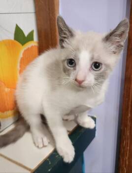 Chaos -  Siamese Cat for Adoption in Kimberlin Heights, Tennessee - Chaos | PetCurious