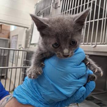 Maysilee -  Domestic Medium Hair Cat for Adoption in Auburn, Alabama - Maysilee | PetCurious