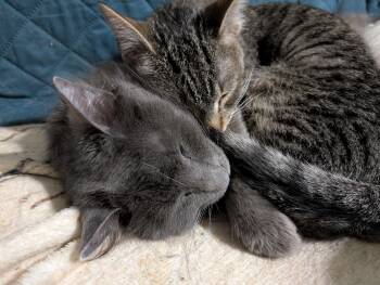 Rescue Domestic Short Hair Cats for Adoption in Cleburne, Texas - Jane | PetCurious