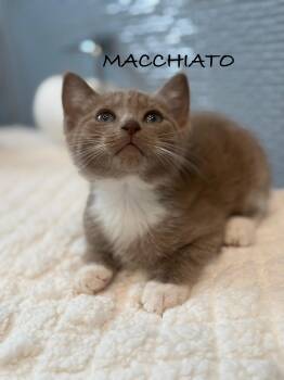 Rescue American Shorthair Cats for Adoption - Macchiato & Espresso | PetCurious