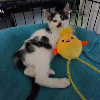 Calvin -  Domestic Short Hair Cat for Adoption in Jessup, Maryland - Calvin | PetCurious