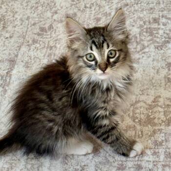 Lionel -  Domestic Medium Hair Cat for Adoption in Los Angeles, California - Lionel | PetCurious
