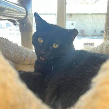 Domestic Short Hair Cats Available for Adoption - Raisin | PetCurious