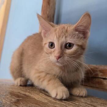 Treemo -  Domestic Short Hair Cat for Adoption in Park Rapids, Minnesota - Treemo | PetCurious