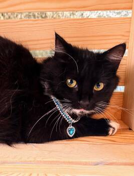 Rescue Tuxedo Cats for Adoption in Pasadena, Texas - Lemon-ade | PetCurious