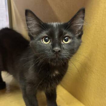 The Fonz -  Domestic Medium Hair Cat for Adoption in Sonora, California - The Fonz | PetCurious