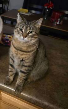 American Shorthair Cats Available for Adoption - Pinkie Pie | PetCurious