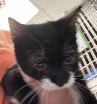 Aspen -  Domestic Short Hair Cat for Adoption in Cincinnati, Ohio - Aspen | PetCurious