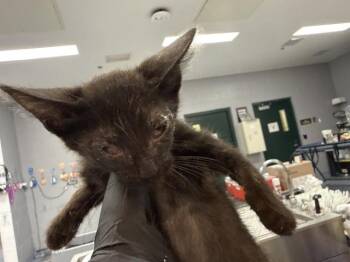 A1926864 -  Domestic Short Hair Cat for Adoption in Thousand Palms, California - A1926864 | PetCurious