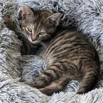 Stella -  Tabby and Domestic Short Hair Cat for Adoption in Smithfield, North Carolina - Stella | PetCurious