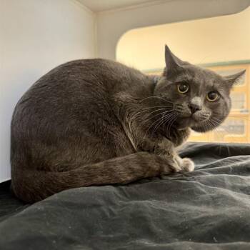 Domestic Short Hair Cats Available for Adoption - HECTOR | PetCurious