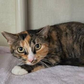 Auggie -  Domestic Short Hair Cat for Adoption in Saint Marys, Pennsylvania - Auggie | PetCurious