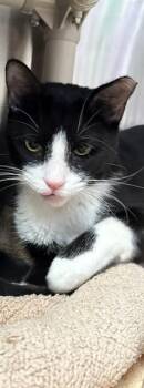 THADDEUS -  Domestic Short Hair Cat for Adoption in Pueblo, Colorado - THADDEUS | PetCurious