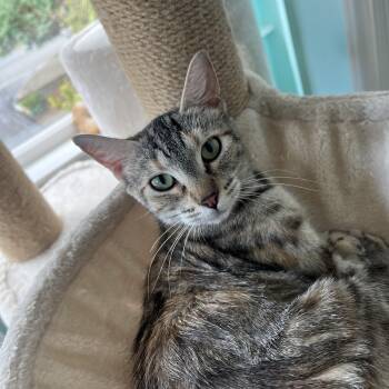 Dolly -  Torbie Cat for Adoption in Burnaby, British Columbia - Dolly | PetCurious