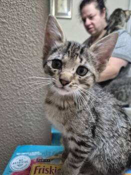 Rescue Domestic Short Hair Cats for Adoption in Liverpool, Texas - JJ | PetCurious