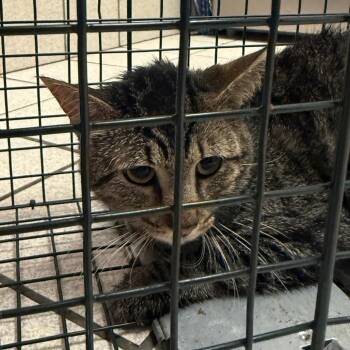 Grappy Smith -  Domestic Medium Hair Cat for Adoption in Charleston, West Virginia - Grappy Smith | PetCurious