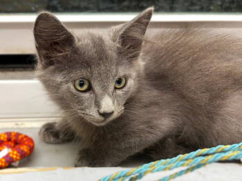 Rescue Russian Blue and Domestic Medium Hair Cats for Adoption in Fort Myers, Florida - Louis | PetCurious