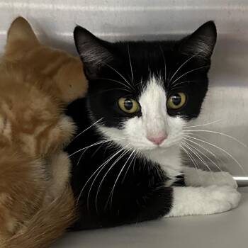 Miau Miau -  Domestic Short Hair Cat for Adoption in Corbin, Kentucky - Miau Miau | PetCurious