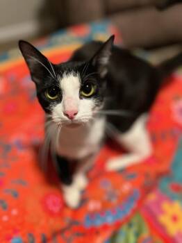 Rescue Domestic Short Hair Cats for Adoption in Cleveland, Ohio - Duchess | PetCurious