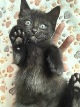 Big Daddy -  Domestic Short Hair Cat for Adoption - Big Daddy | PetCurious