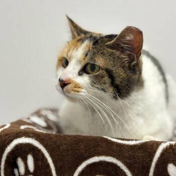 Domestic Short Hair Cats Available for Adoption - Milana | PetCurious