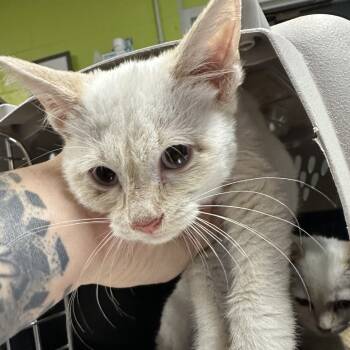 Rescue Domestic Short Hair Cats for Adoption in Morganton, North Carolina - Sugar | PetCurious