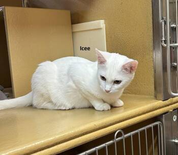 Icee, Snowman & Glacier *BONDED* -  Domestic Short Hair Cat for Adoption in Herndon, Virginia - Icee, Snowman & Glacier *BONDED* | PetCurious