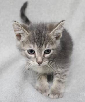 Bug -  Domestic Short Hair Cat for Adoption in Thief River Falls, Minnesota - Bug | PetCurious