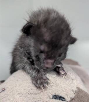 BLACKBERRY -  Domestic Short Hair Cat for Adoption in Dallas, Texas - BLACKBERRY | PetCurious