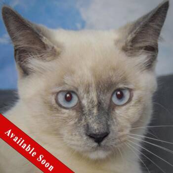 Buttercup -  Siamese and Domestic Short Hair Cat for Adoption in Huntley, Illinois - Buttercup | PetCurious