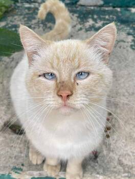 Blaze -  Siamese Cat Available for Adoption in Louisville, Kentucky - Blaze | PetCurious