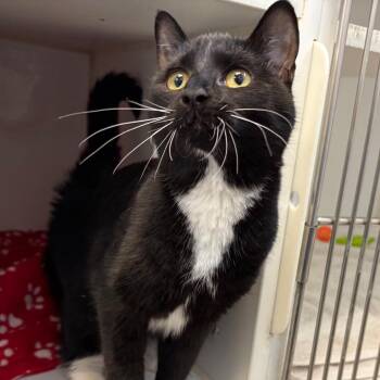 Jeebies - In Foster to Adopt -  Domestic Short Hair Cat for Adoption in Naperville, Illinois - Jeebies - In Foster To Adopt | PetCurious