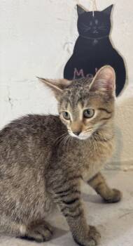 Molly -  Domestic Short Hair Cat for Adoption in Wheaton, Illinois - Molly | PetCurious