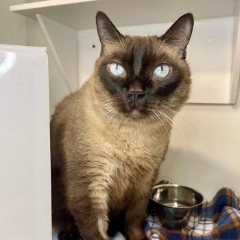 Rubin -  Domestic Short Hair and Siamese Cat for Adoption in Los Angeles, California - Rubin | PetCurious
