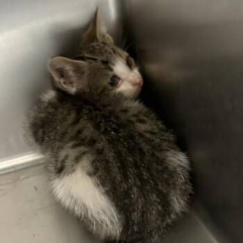Castiel -  Domestic Short Hair Cat Available for Adoption in Elberon, Virginia - Castiel | PetCurious
