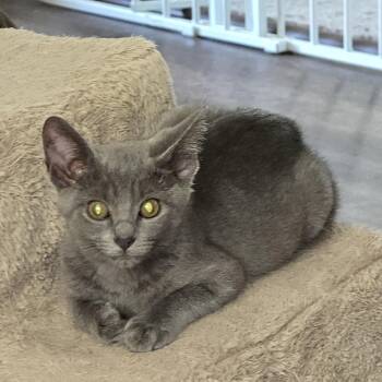Nova -  Domestic Short Hair Cat for Adoption in West Jefferson, Ohio - Nova | PetCurious