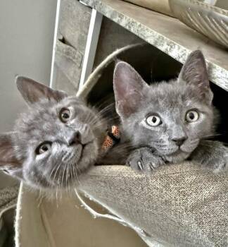 Wyatt and Whitaker -  Russian Blue Cat for Adoption in Medford, Massachusetts - Wyatt And Whitaker | PetCurious