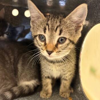 Zazzy -  Domestic Short Hair Cat for Adoption in Birmingham, Alabama - Zazzy | PetCurious