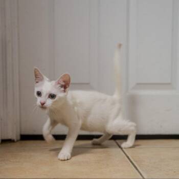 Cookie Dough -  Domestic Short Hair Cat for Adoption in Pawling, New York - Cookie Dough | PetCurious